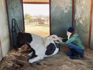 Equine Workshop